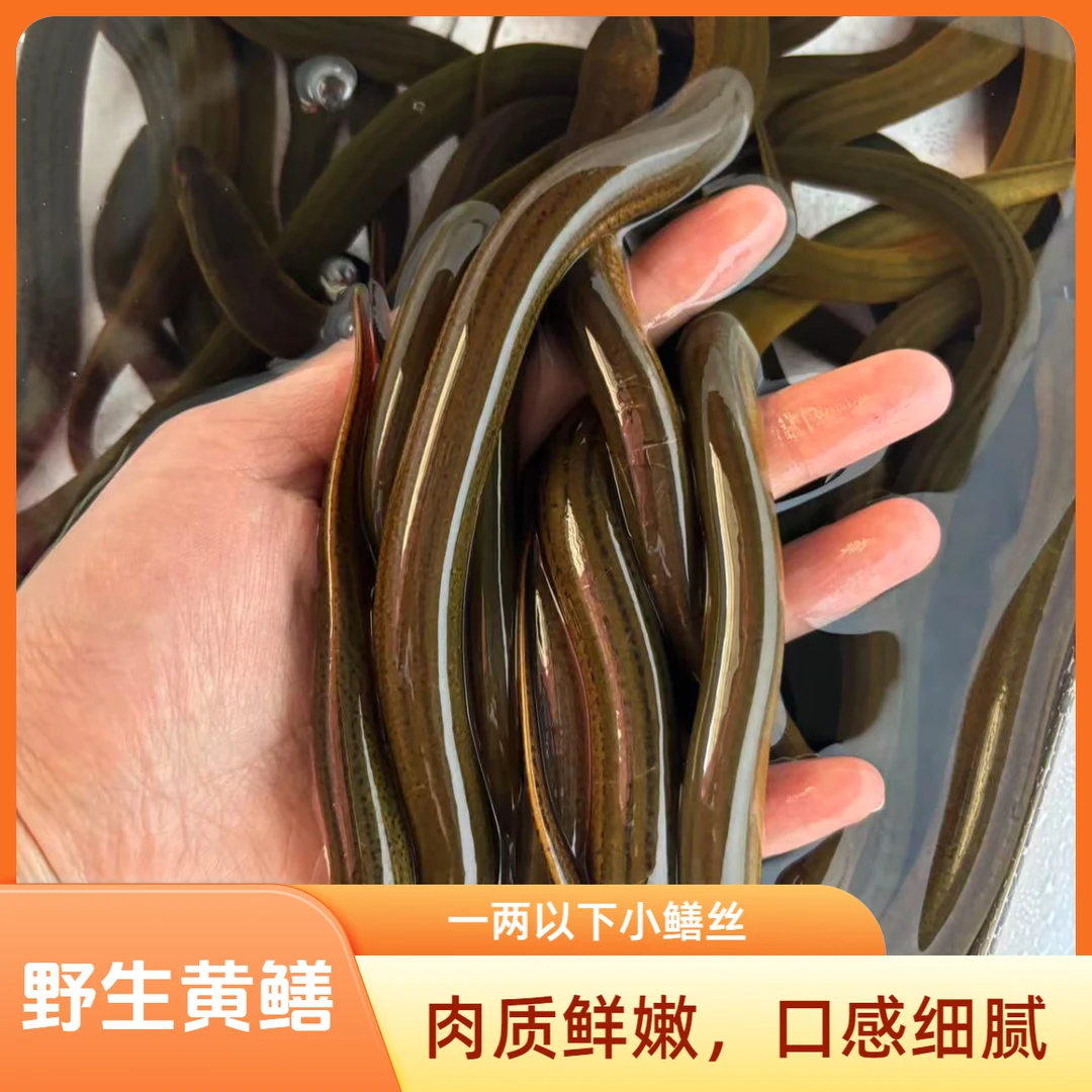 野生盘龙鳝3斤/4斤/5斤稻田黄鳝每斤15-20条新鲜包邮包活