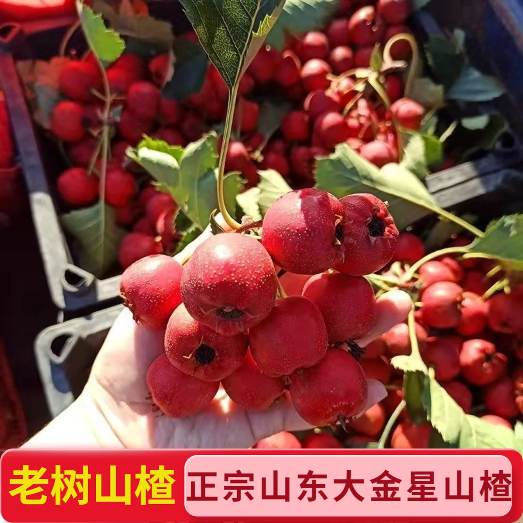 正宗大金星山楂沂蒙山老树山楂甜红子山楂做泡酒糖葫芦雪球罐头用