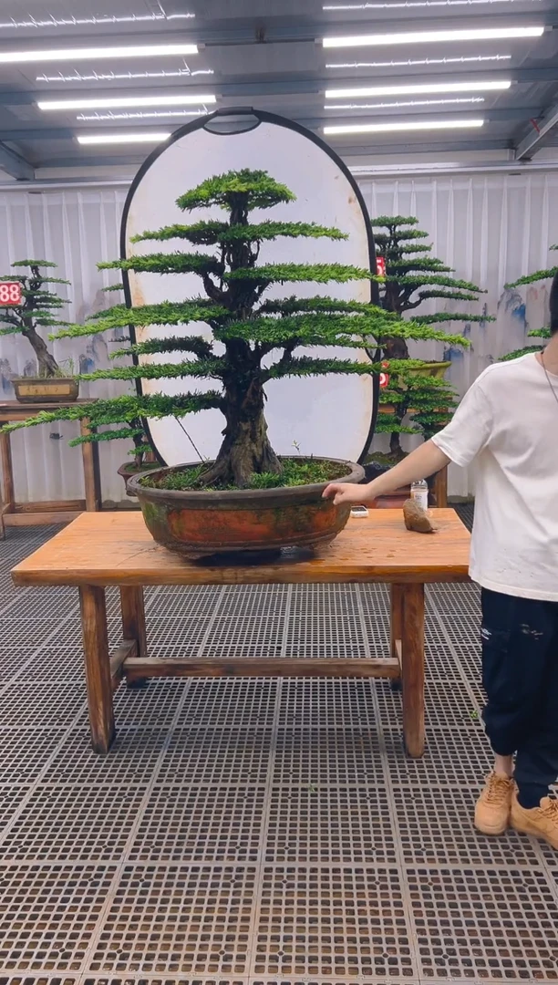 无花朵好***山精品盆景直播间一物一拍