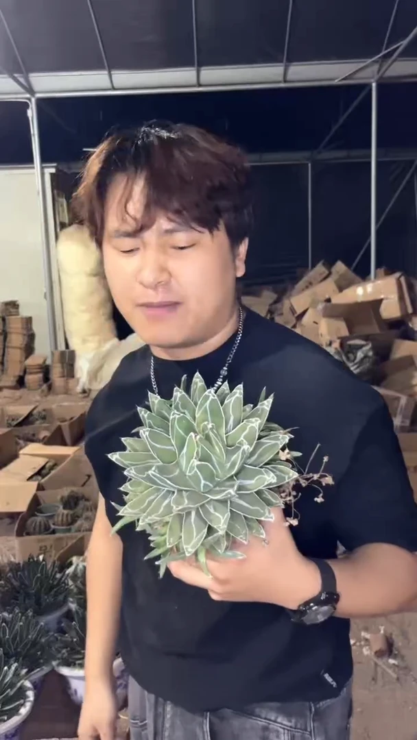 大号 屉之雪 10-15cm