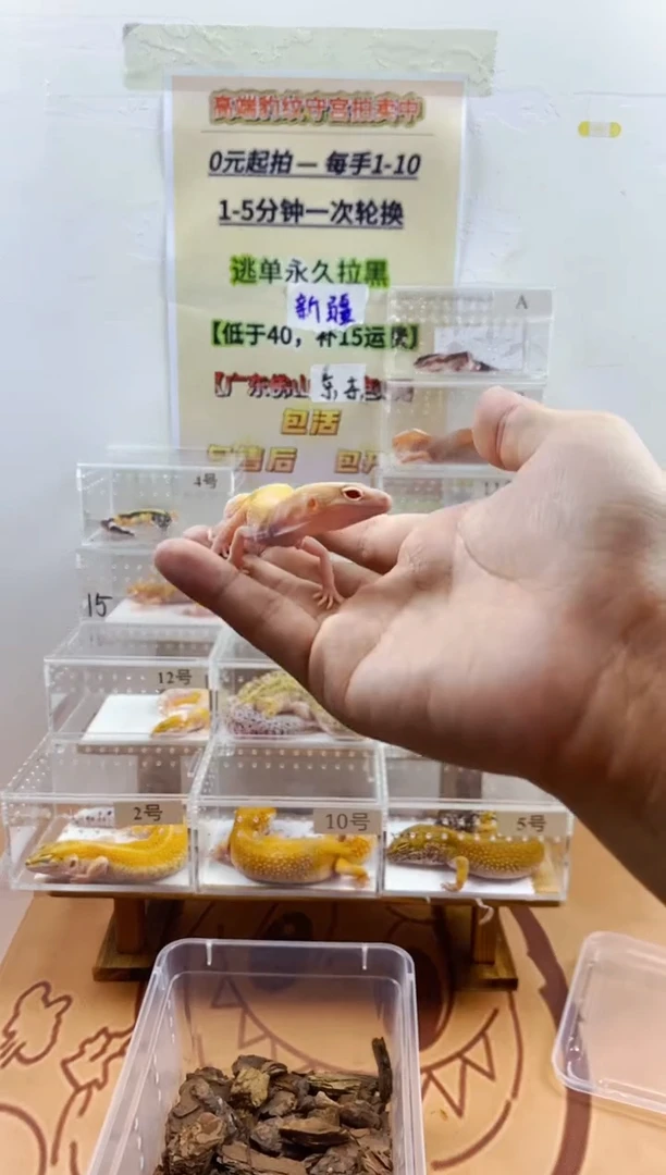 豹纹守宫豹纹守宫幼苗亚成体成体肥尾