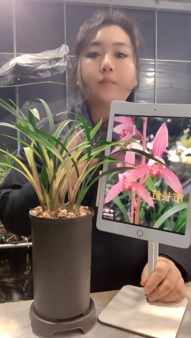 大部分开放少量花苞市长红5苗2芽种好发货