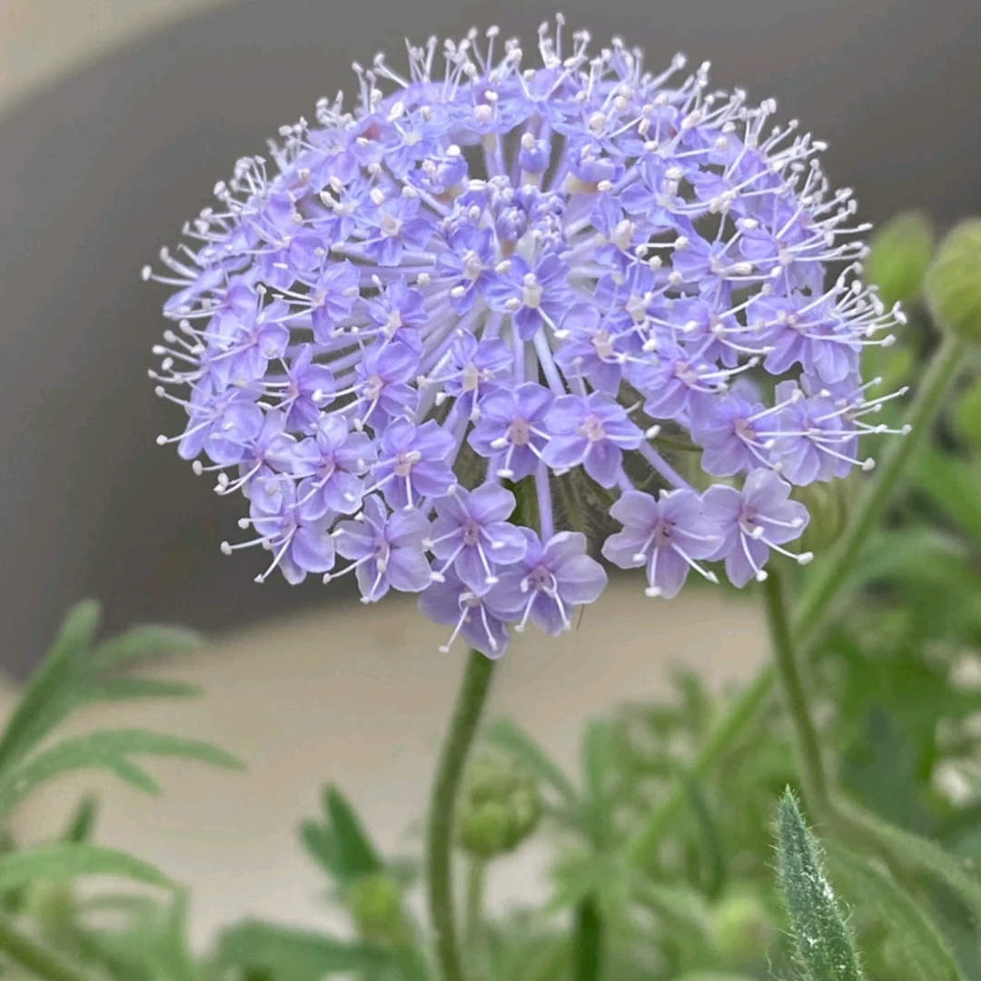 一扎翠珠10-15花头