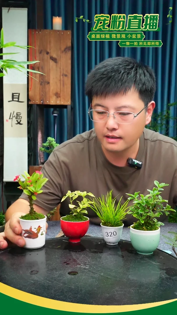 无花朵3**9苔藓微景观320号