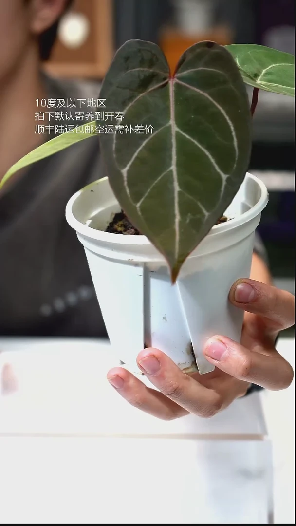 完全开放020-绯月02