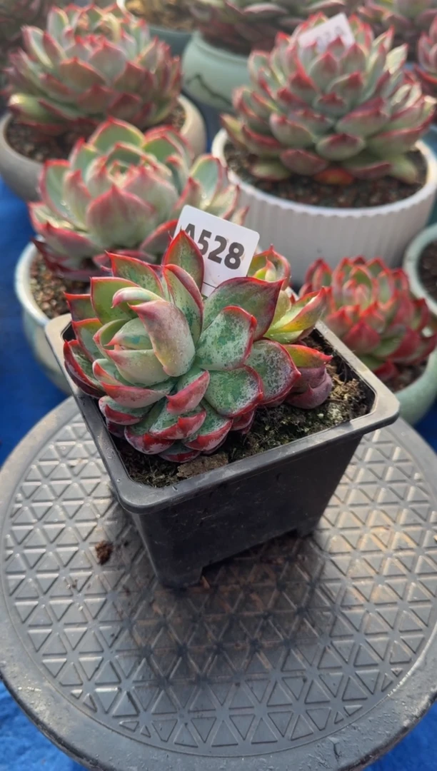 【闪购商品】A528惊鸿仙子（裸根发货）（不包整）