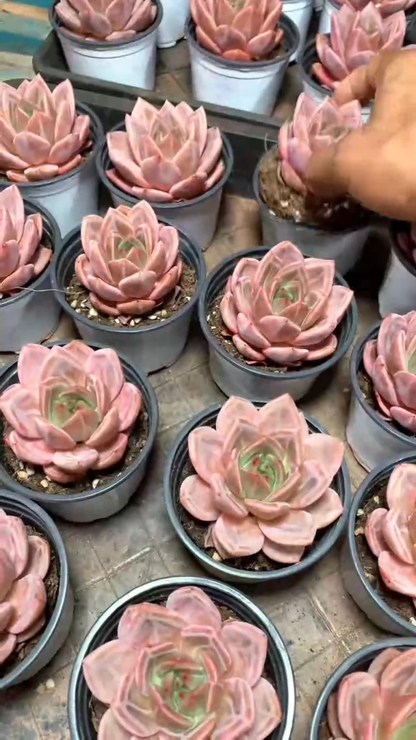 带土暗纹香槟2颗