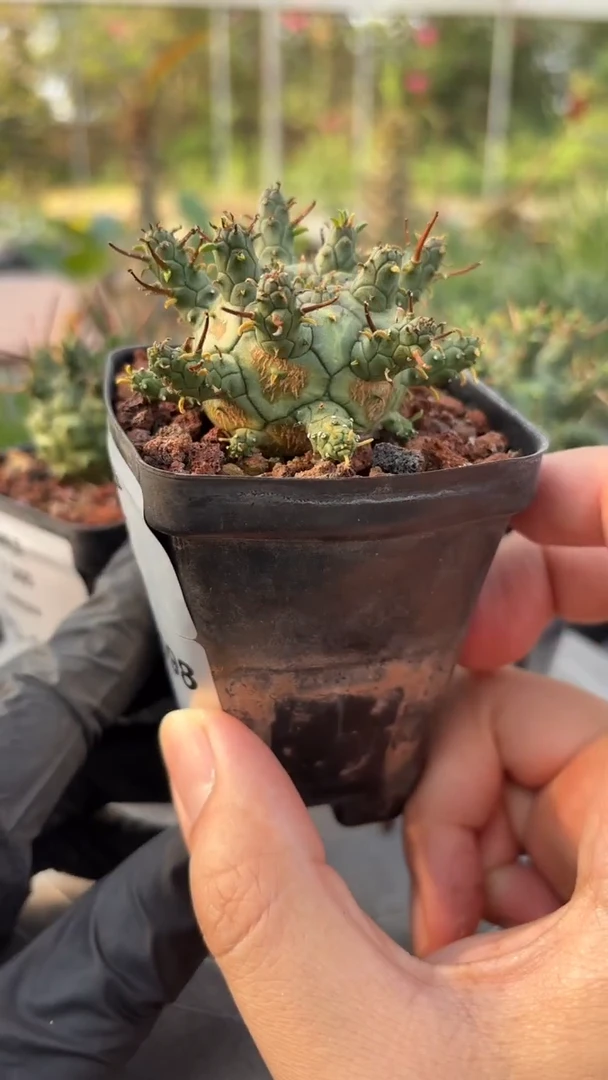 绿鬼玉大戟FD-1098