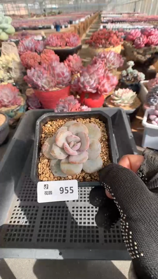 955奶茶一物一拍