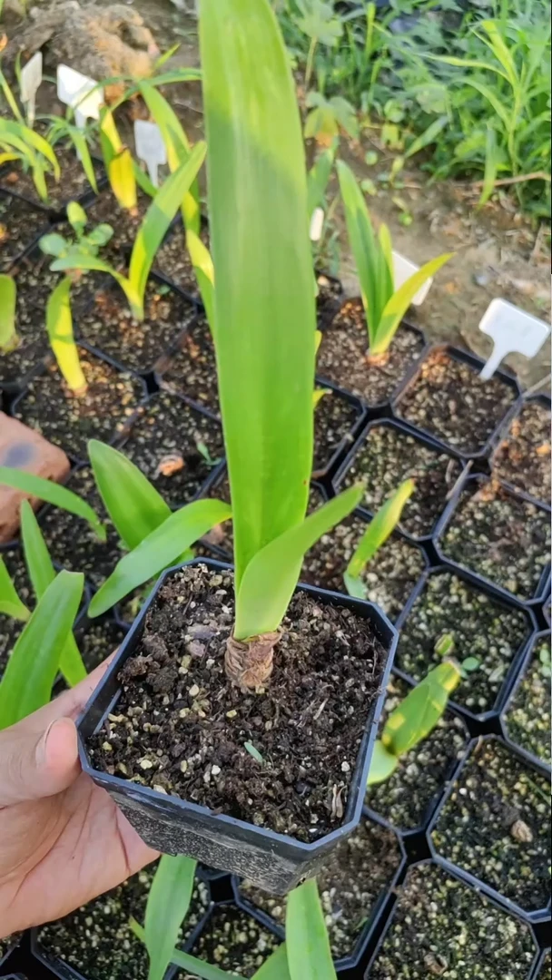 朱顶红组合6颗球101