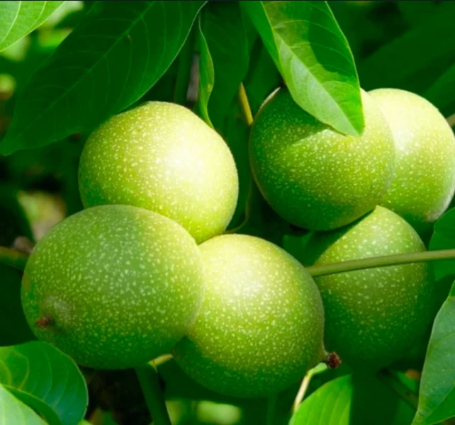 青皮文玩核桃下单链接 不退不换 介意勿拍！