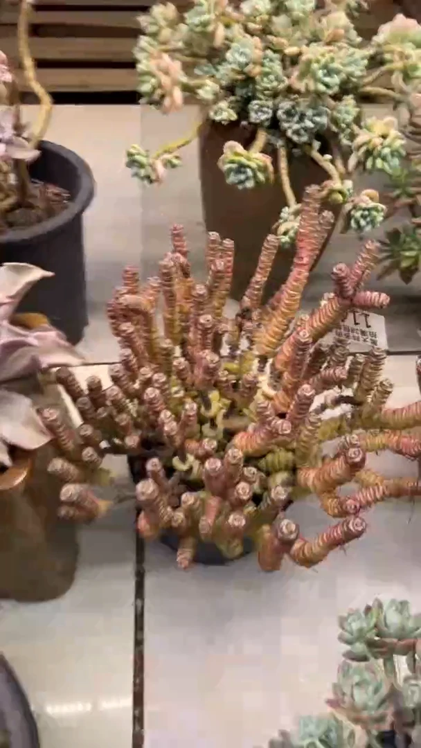 黑大帅多肉114钱串