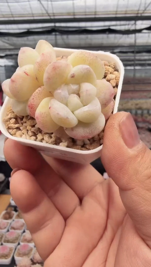 东云多肉园新款-15