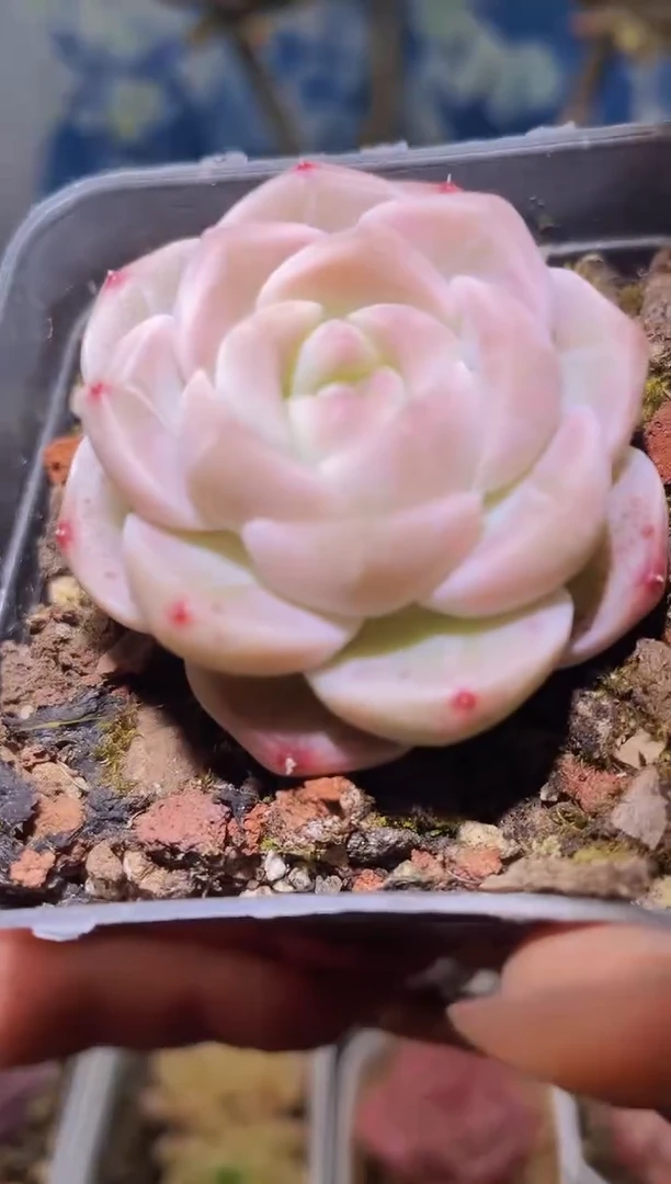 【闪购商品】558蜡像多肉