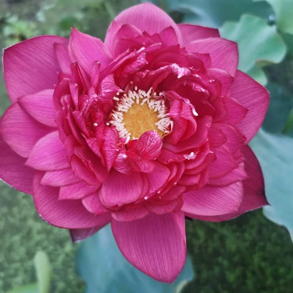 （重瓣艳阳天）中大型精品观赏荷花种藕池栽盆栽高品质造景庭院池塘