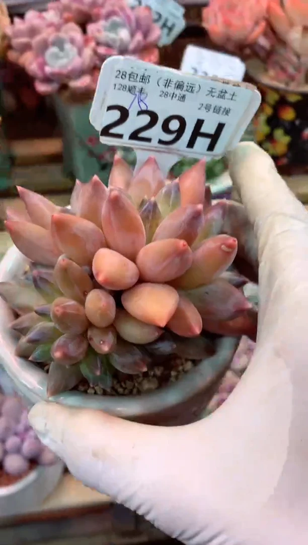 229H（一物一拍，精品多肉，w所见即所得 ）