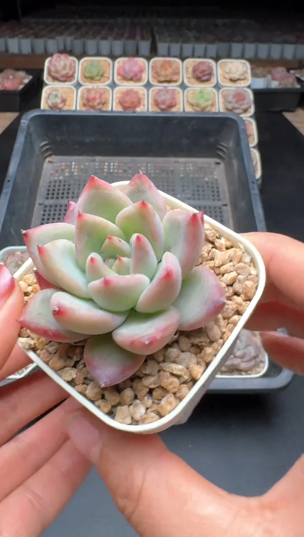 【闪购商品】672A号一物一拍多肉花卉植物拍3颗包柚