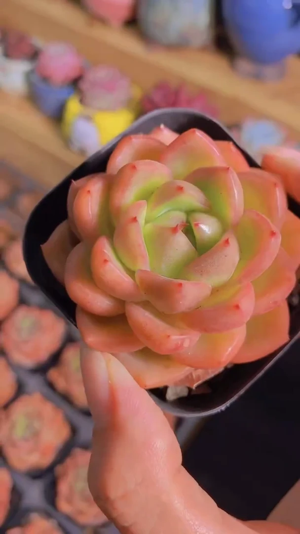 B11-金焰小桔（量拍）