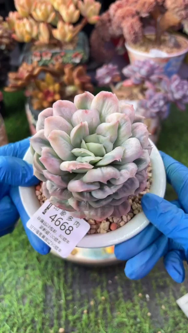 昆明印象多肉4668