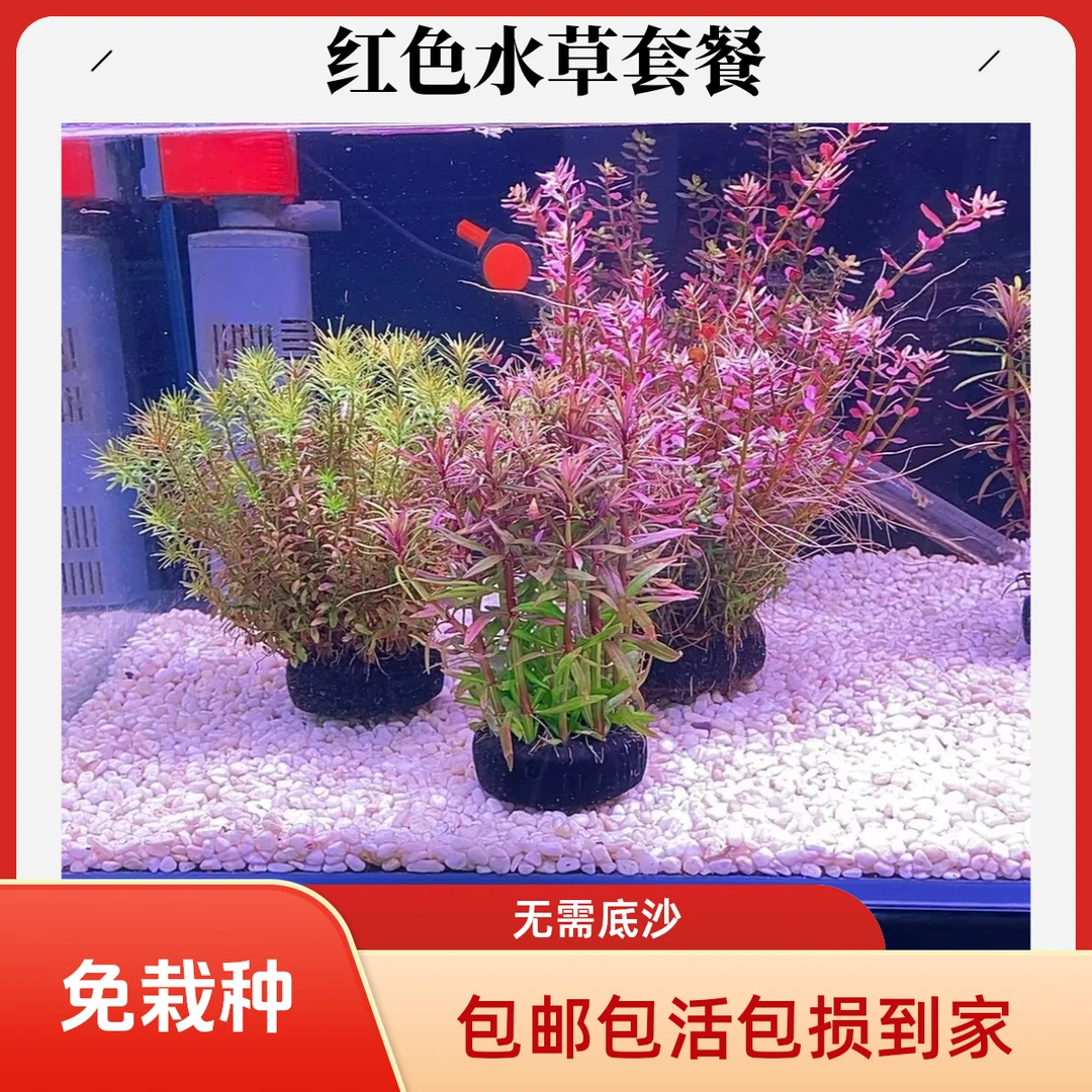 红色水草套餐 坨草活体水草