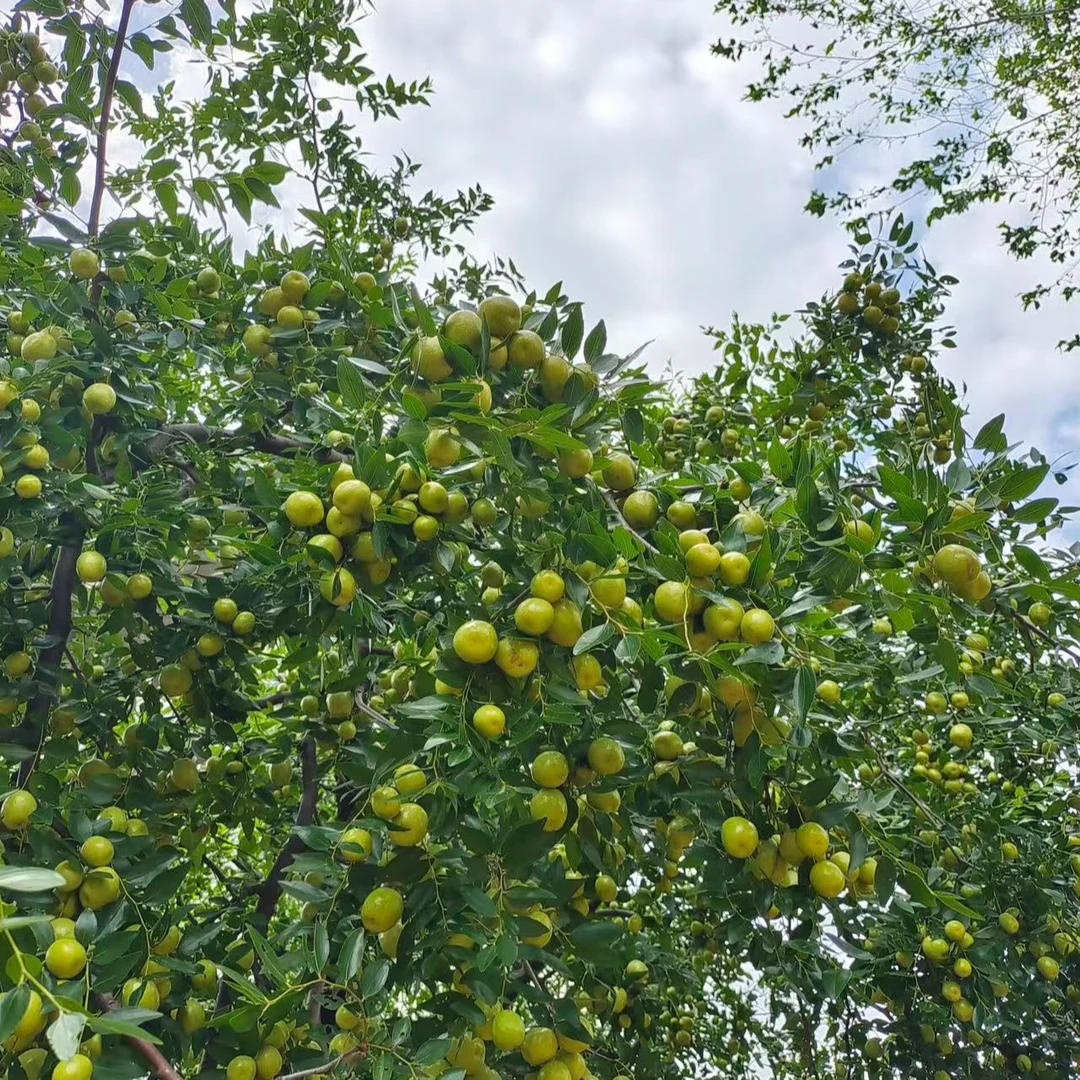 精品脆枣树一物一拍枣树苗盆栽地栽