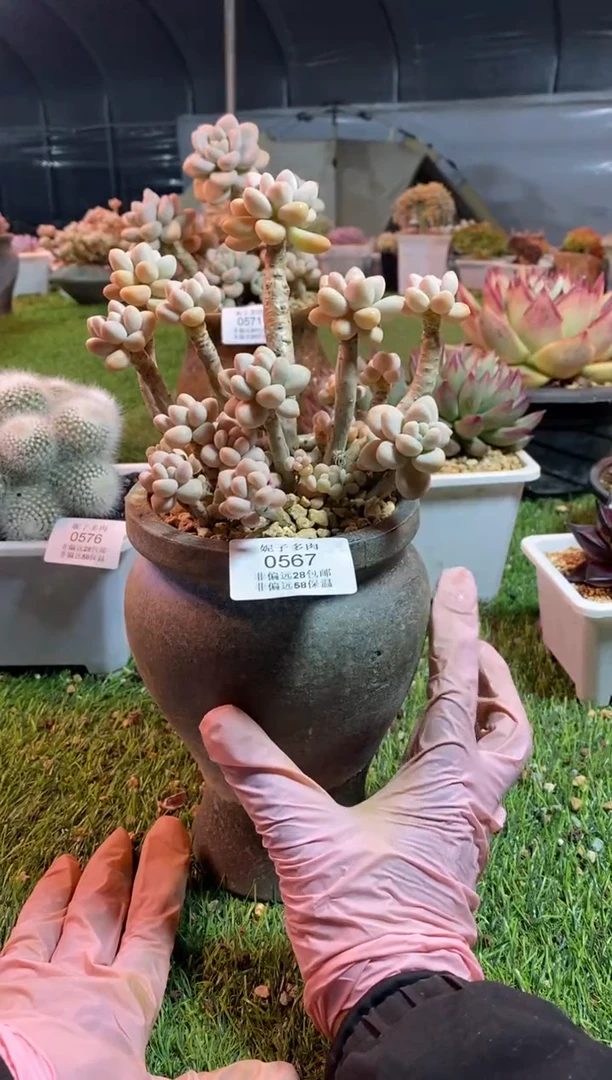 【闪购商品】0567a