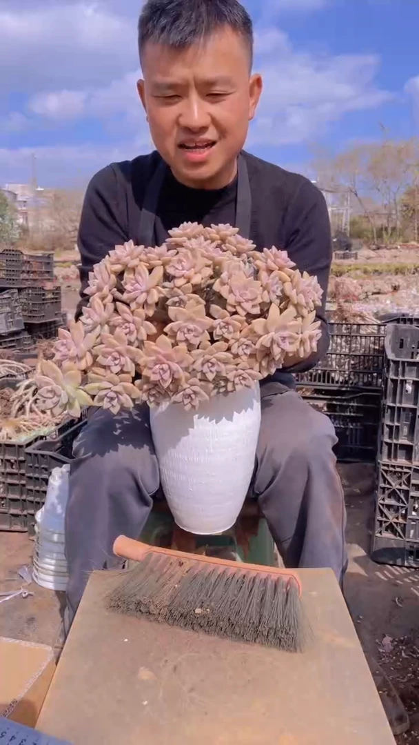 165淡雪缀化一物一拍