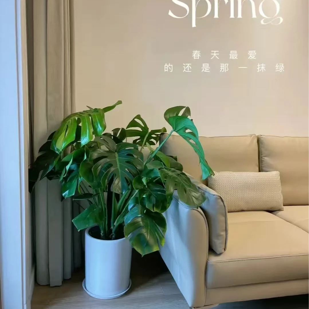【超A类苗 基地直发】网红ins风绿植龟背竹净化空气美观环境加湿2