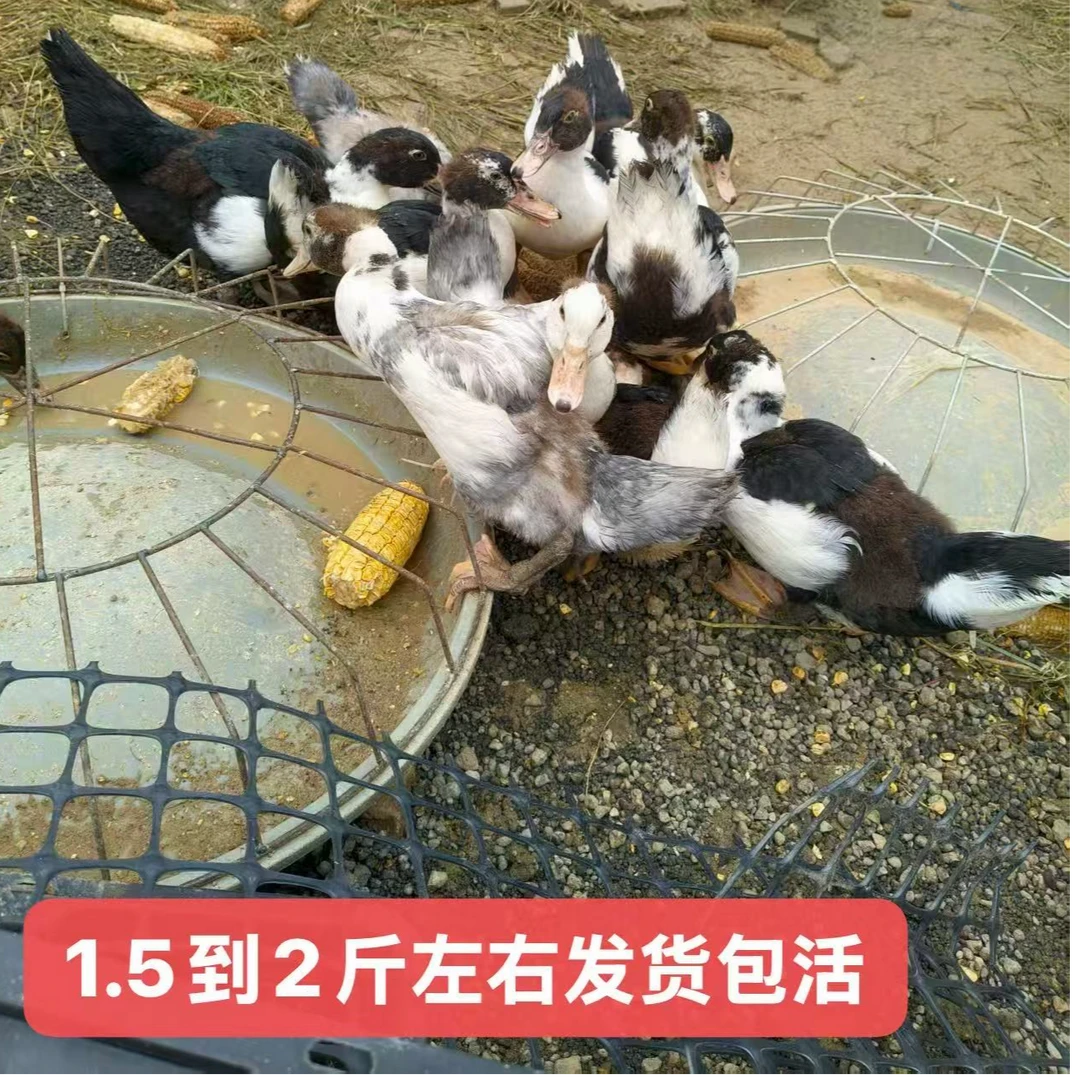 宠物鸭  观赏食用大种番鸭