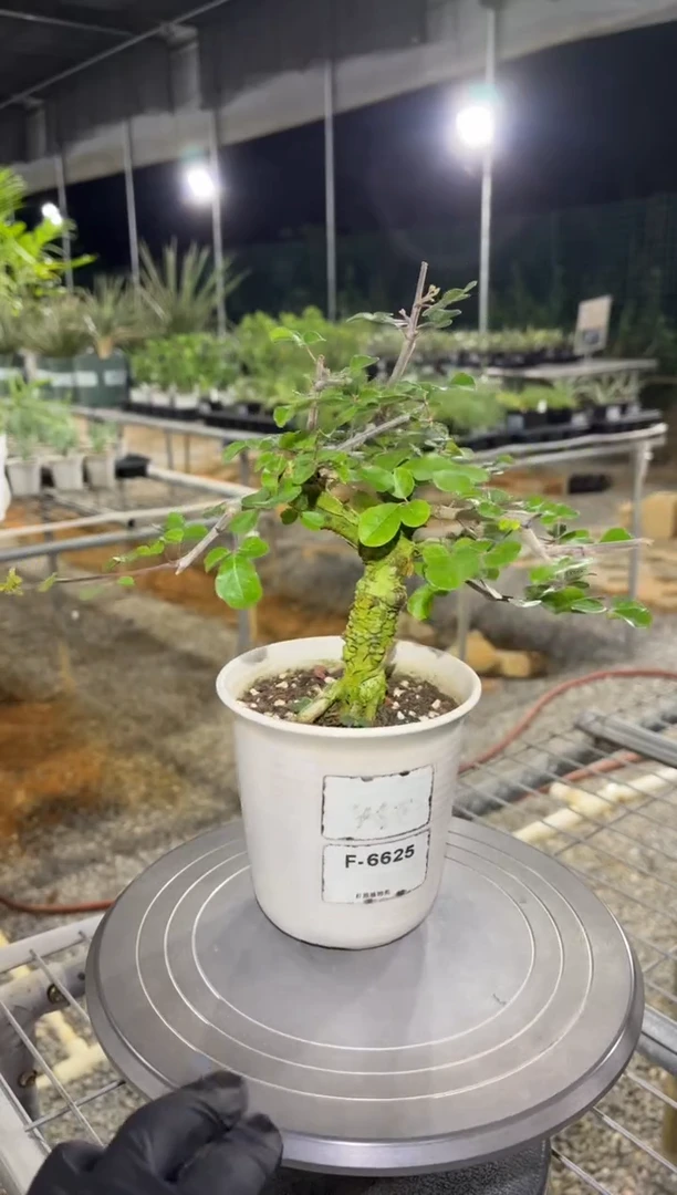 奥比克没药FC-6625