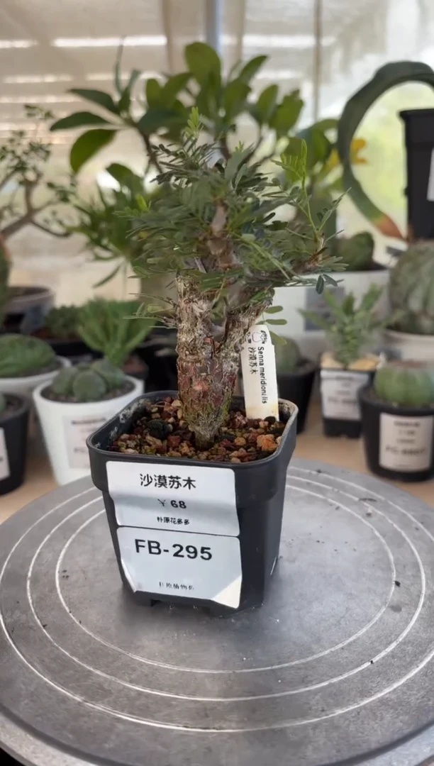 沙漠苏木FB-295