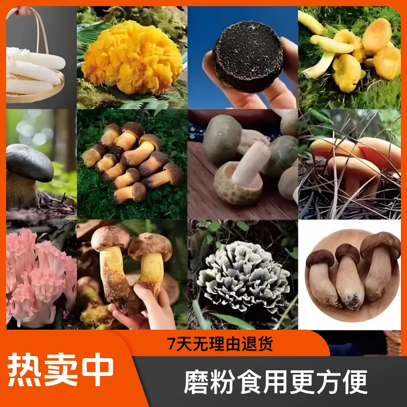 滇藏现收好物 代］(鸡枞)220克以上