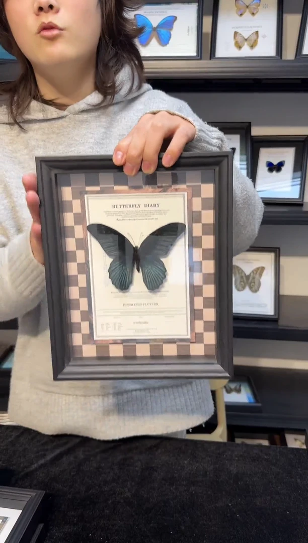 玻璃真实蝴蝶标本