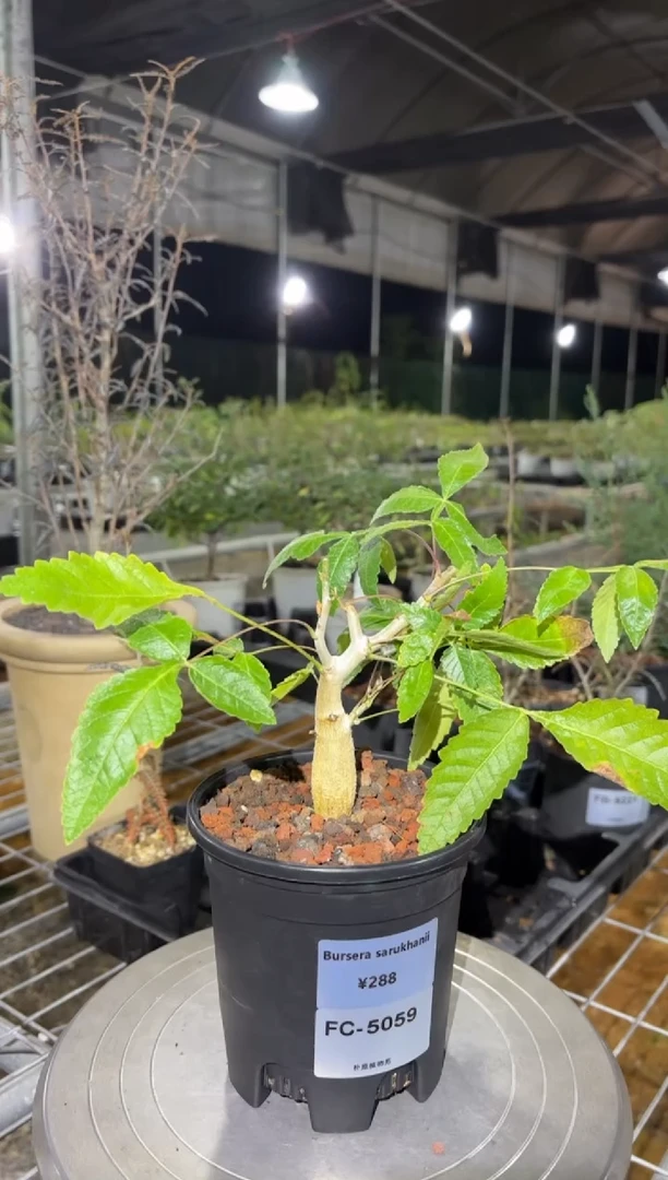 Bursera sarukhanii FC-5059