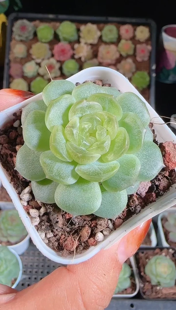 1108-501无尽灯切糕麦秆群不包整