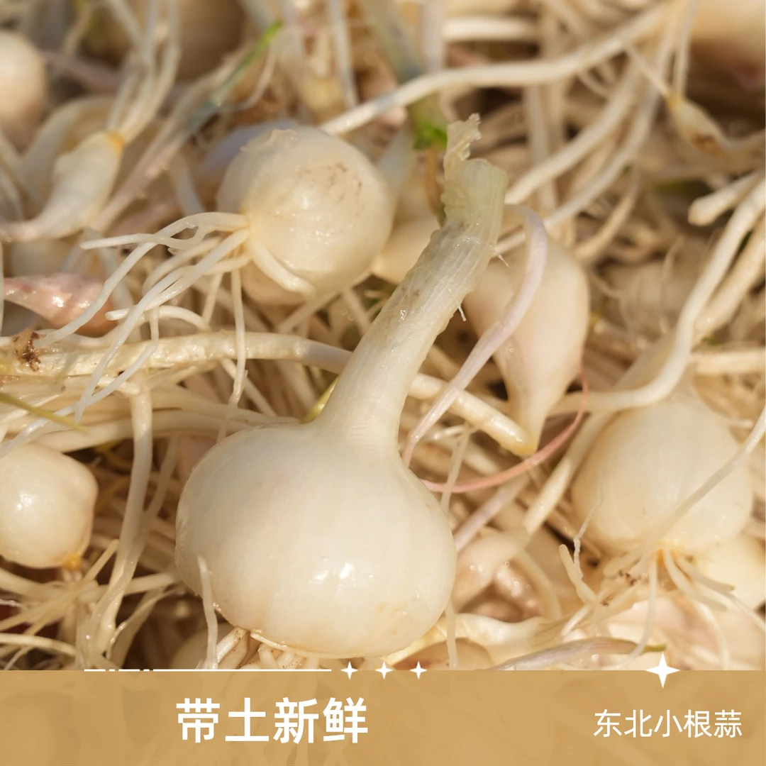 东北现挖小根蒜【大脑瓜】带土保鲜发货