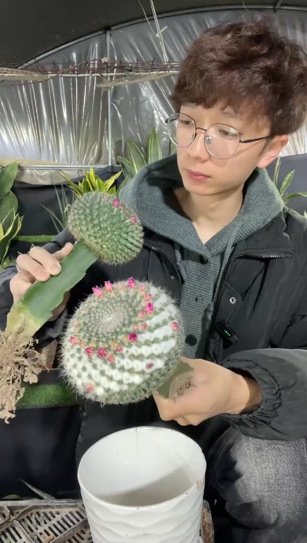 【闪购商品】玉翁嫁接2棵12.8