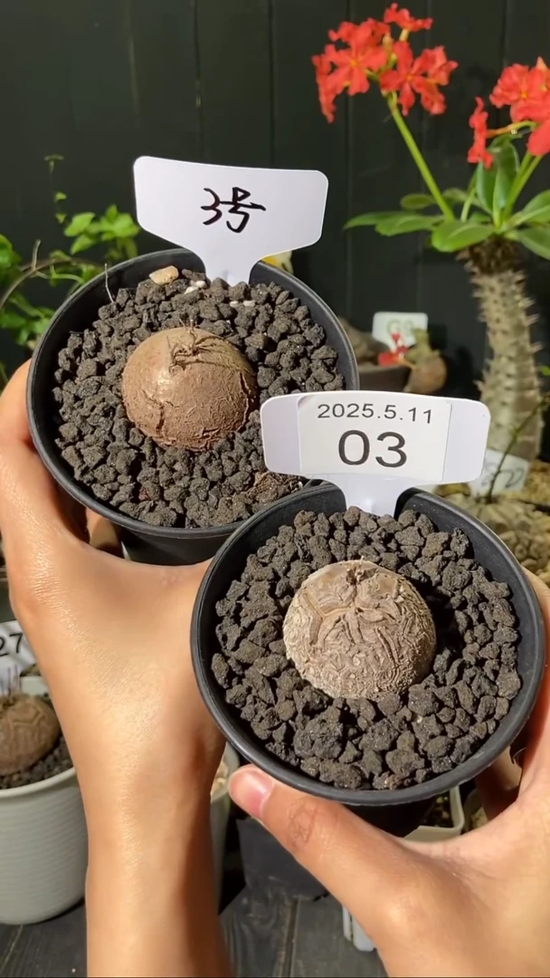 3号5.11 福利南非龟甲龙一组
