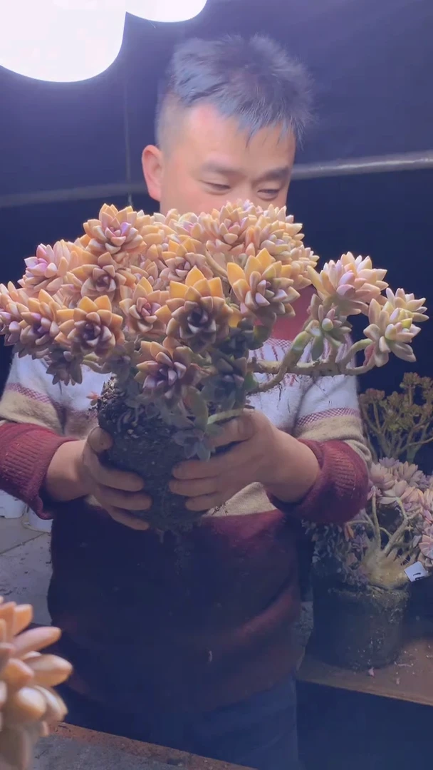 【闪购商品】缀化181