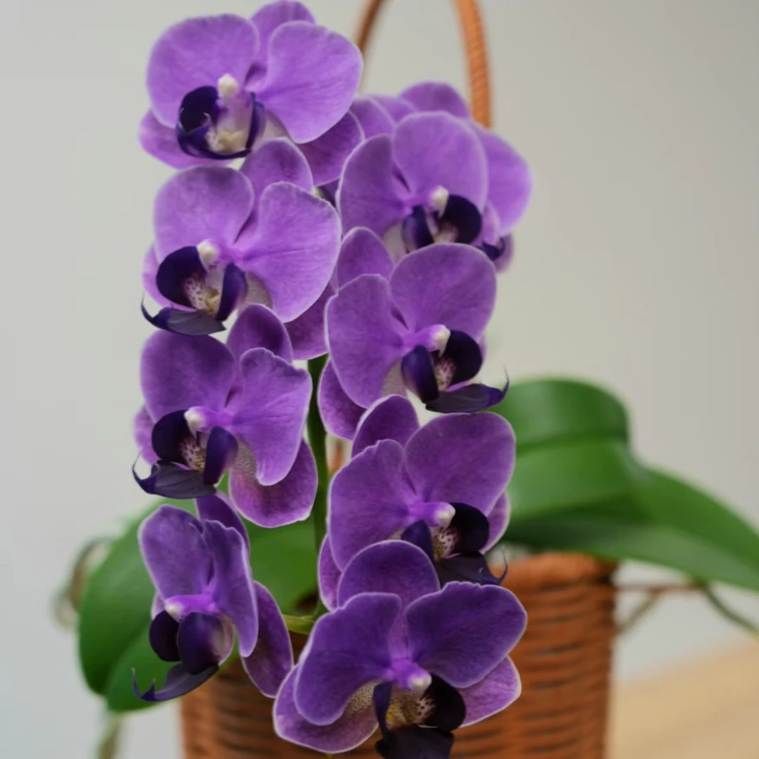【秀新甄选】蝴蝶兰【CX Violet大紫苗】3.5寸无花无梗 光照影响色差