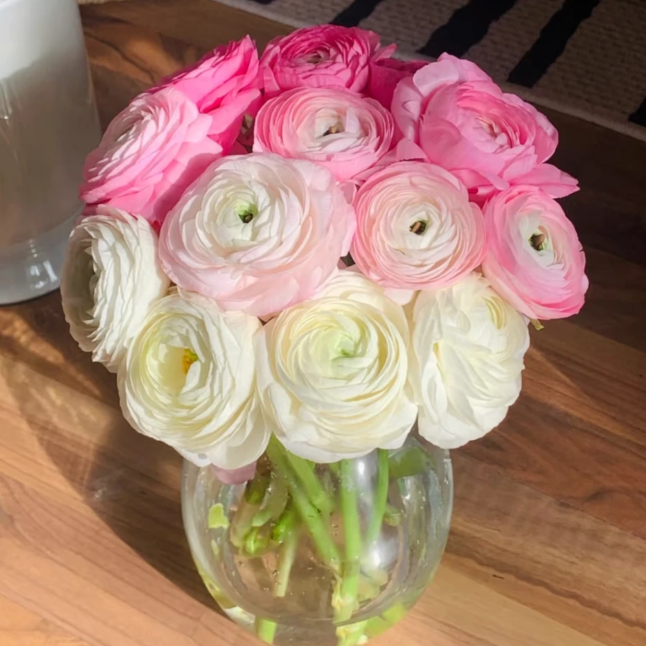 顺丰包邮【洋牡丹】云南新鲜鲜花现采基地批发高等级洋牡丹鲜切花