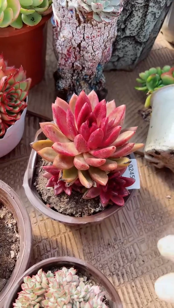 【闪购商品】02458