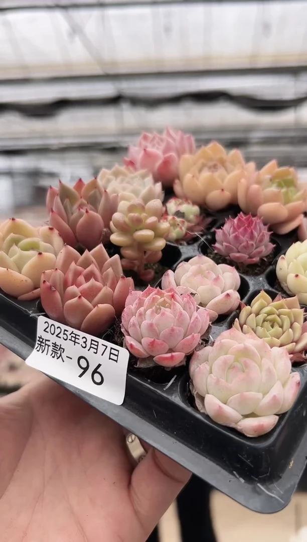 【闪购商品】新款多肉-96
