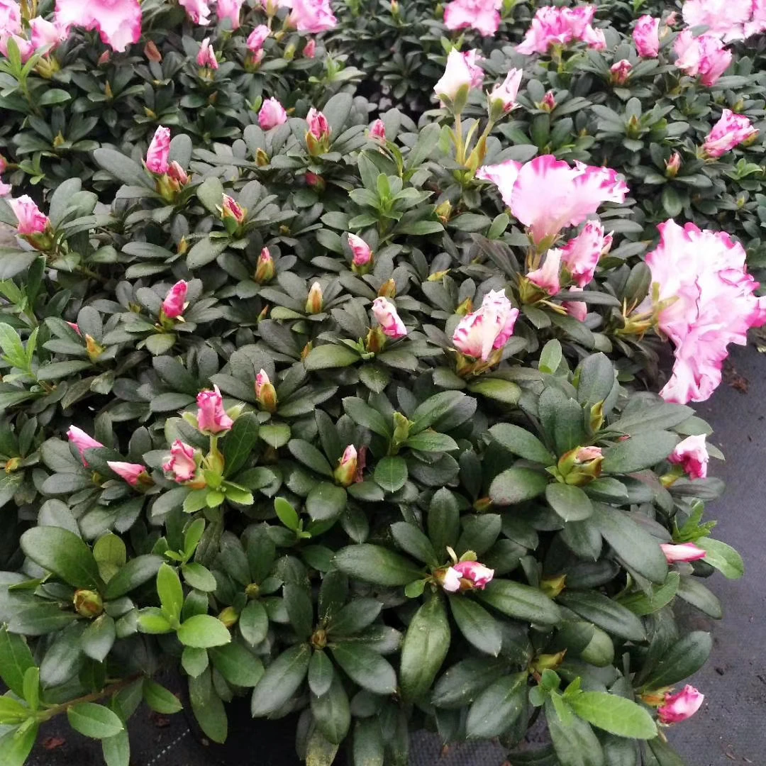 西玛杜鹃花盆栽苗室内外四季长期植物办公室客厅绿植阳台花卉好养