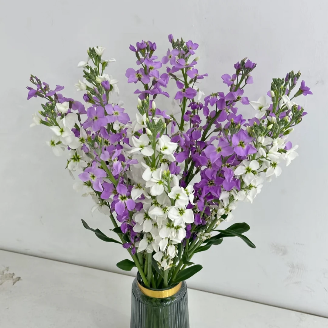 【年宵纳福/不拍保温棉冻坏不售后】单瓣紫罗兰鲜花 2单以上包邮