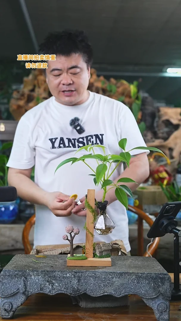 当前无花栽培后可以开花保罗木架358+
