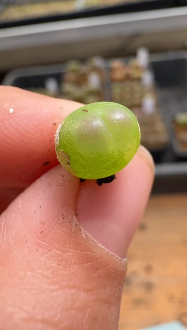 【闪购商品】1/22-96