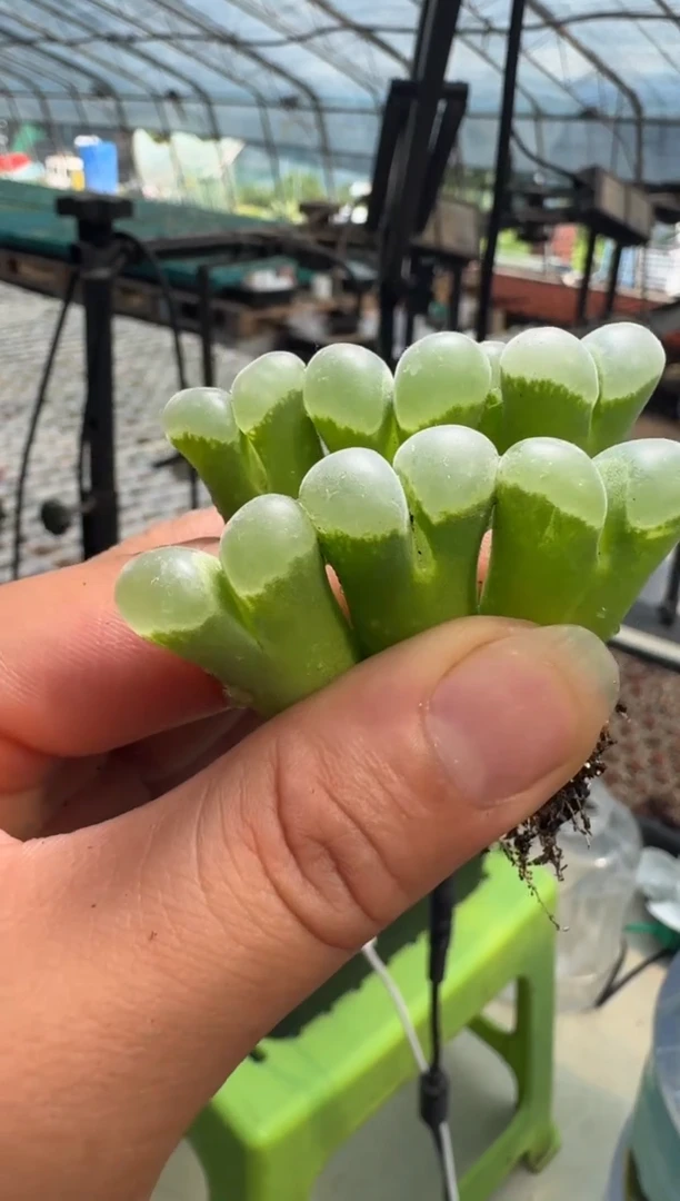 13-32多肉植物风铃一颗