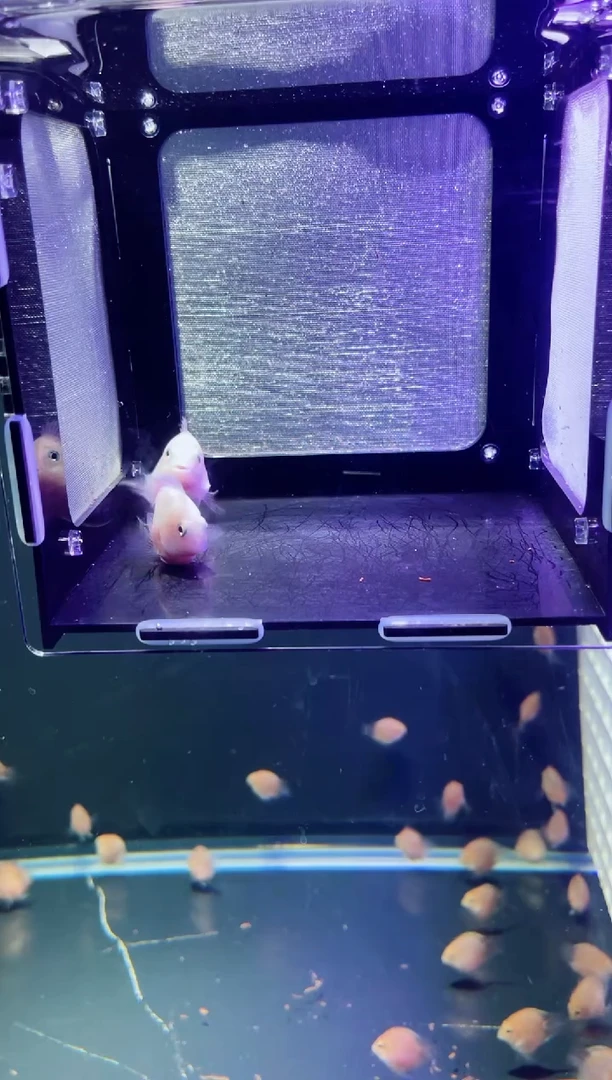 鹦鹉鱼21121212121212