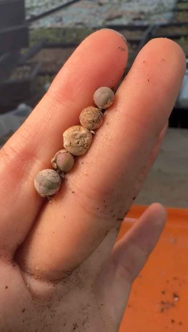 29-410多肉植物肉锥